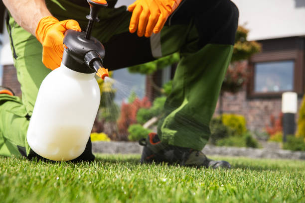 Wasp Removal Services in Breckenridge, MI