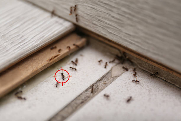 Best Pest Control for Businesses  in Breckenridge, MI