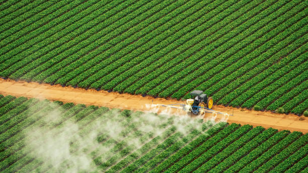Best Termite Control Services  in Breckenridge, MI