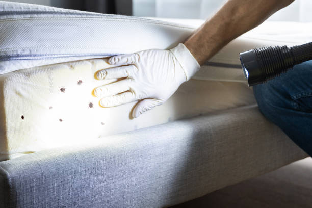 Best Affordable Pest Control Services  in Breckenridge, MI
