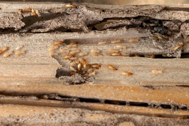 Best Best Pest Control Companies  in Breckenridge, MI