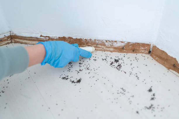 Professional Pest Control in Breckenridge, MI